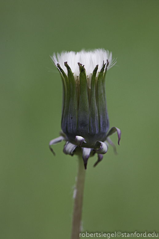 dandelion